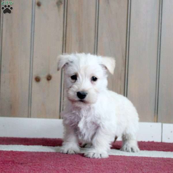 Madison, Scottish Terrier Puppy