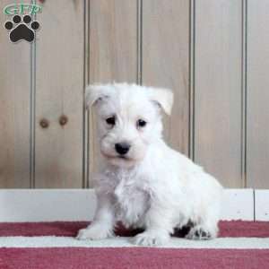 Madison, Scottish Terrier Puppy