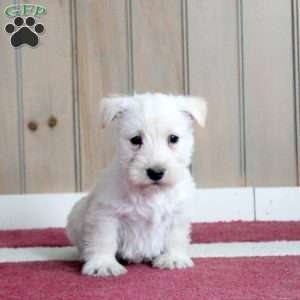 Madison, Scottish Terrier Puppy