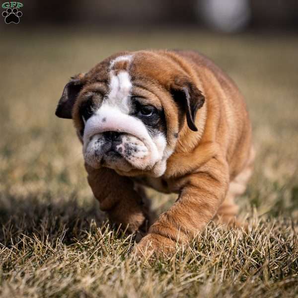 Maggie, English Bulldog Puppy