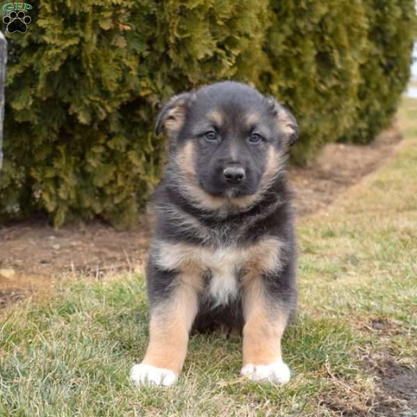 Major, German Shepherd Mix Puppy