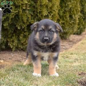 Major, German Shepherd Mix Puppy