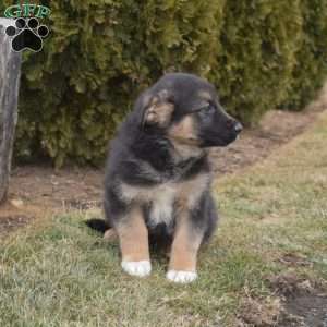 Major, German Shepherd Mix Puppy