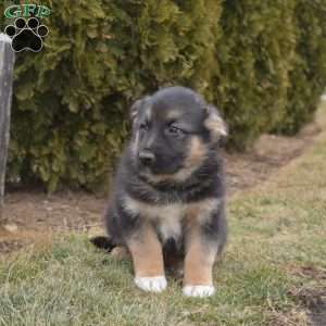 Major, German Shepherd Mix Puppy