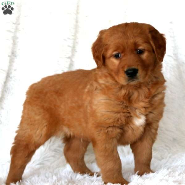 Major, Golden Retriever Puppy