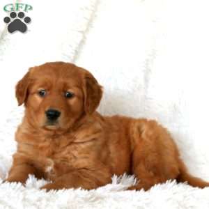 Major, Golden Retriever Puppy