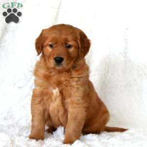 Major, Golden Retriever Puppy