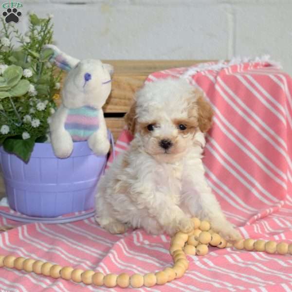 Mango, Cavapoo Puppy