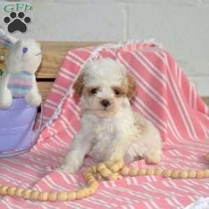 Mango, Cavapoo Puppy