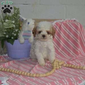 Mango, Cavapoo Puppy