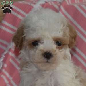 Mango, Cavapoo Puppy