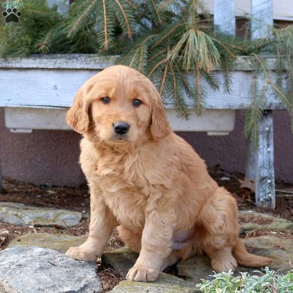 Manny, Golden Retriever Puppy