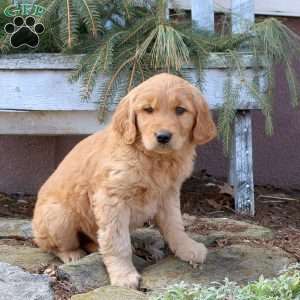 Manny, Golden Retriever Puppy