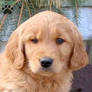 Manny, Golden Retriever Puppy