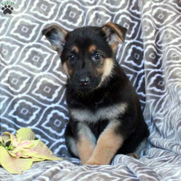 Maple, German Shepherd Puppy