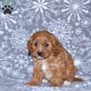 Maple, Cavapoo Puppy