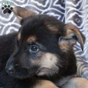 Maple, German Shepherd Puppy