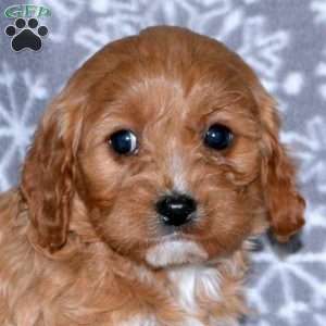 Maple, Cavapoo Puppy