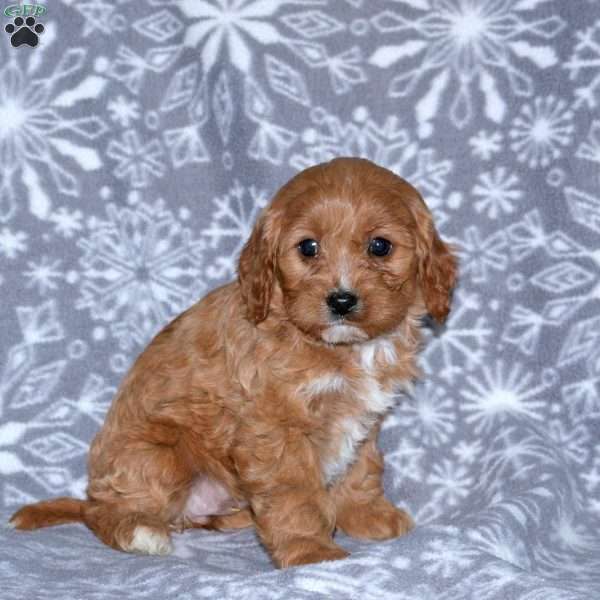 Maple, Cavapoo Puppy