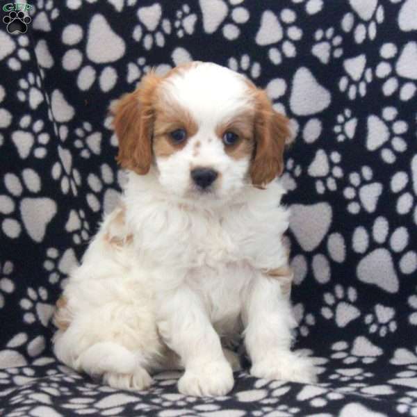 Marco, Cavapoo Puppy