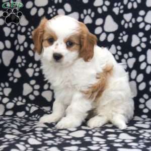 Marco, Cavapoo Puppy