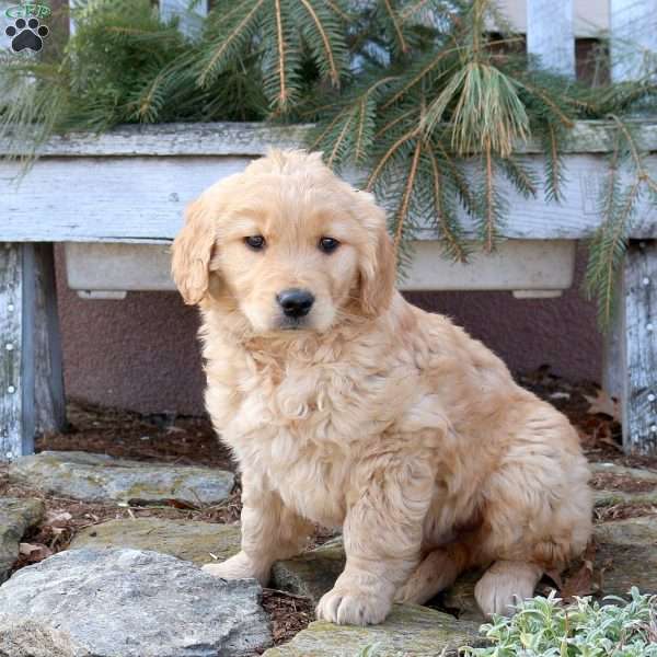 Marcus, Golden Retriever Puppy