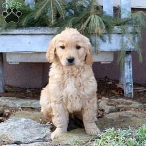 Marcus, Golden Retriever Puppy