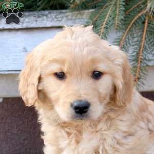 Marcus, Golden Retriever Puppy