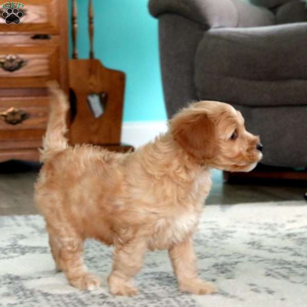 Marcus, Toy Poodle Mix Puppy