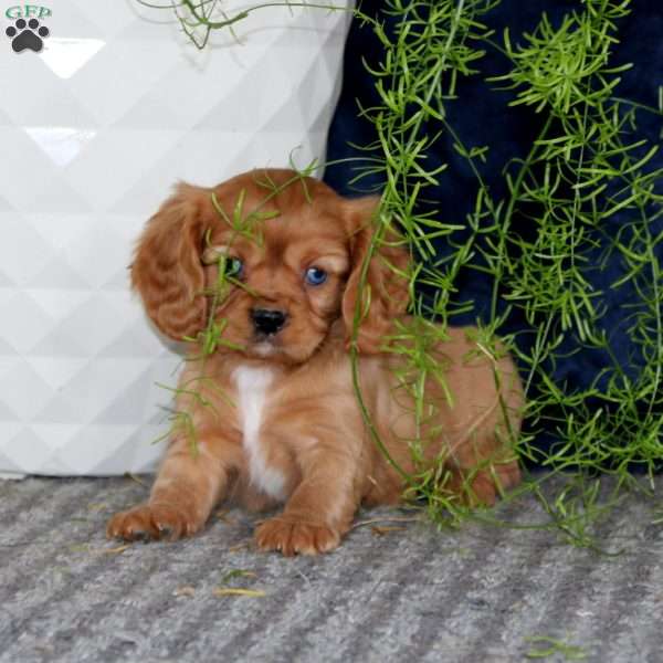 Marcus, Cavalier King Charles Spaniel Puppy