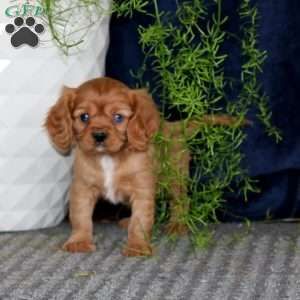 Marcus, Cavalier King Charles Spaniel Puppy