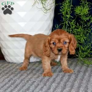 Marcus, Cavalier King Charles Spaniel Puppy