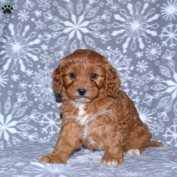 Marcy, Cavapoo Puppy