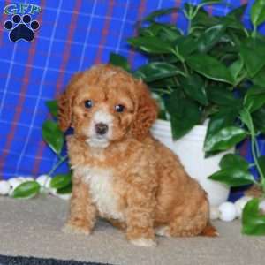 Marcy, Cockapoo Puppy