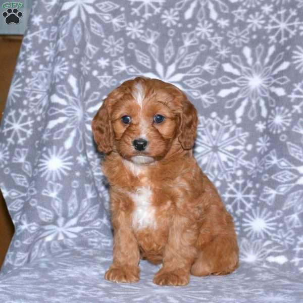 Margo, Cavapoo Puppy