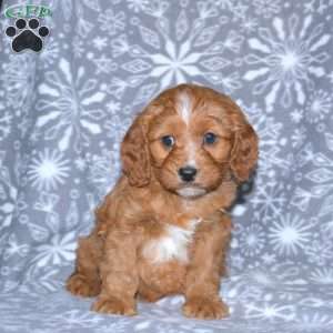 Margo, Cavapoo Puppy