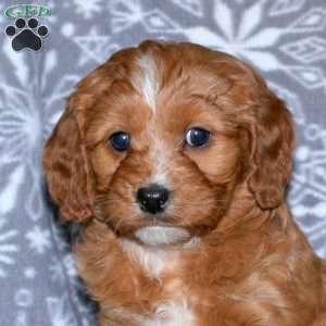 Margo, Cavapoo Puppy