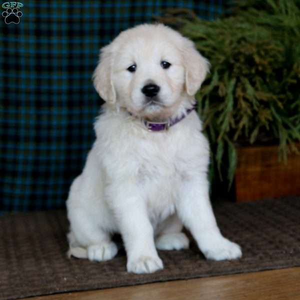 Marlee, English Cream Golden Retriever Puppy