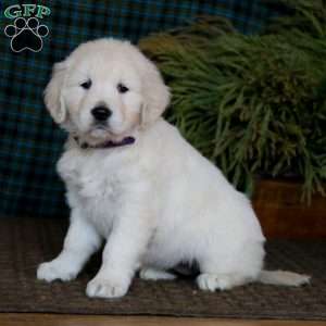 Marlee, English Cream Golden Retriever Puppy