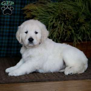 Marlee, English Cream Golden Retriever Puppy