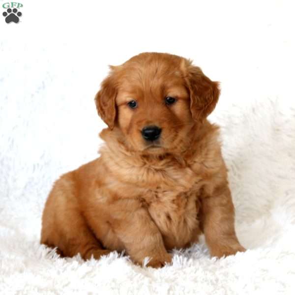 Marlin, Golden Retriever Puppy