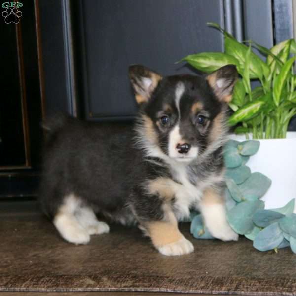 Marlin, Pembroke Welsh Corgi Puppy