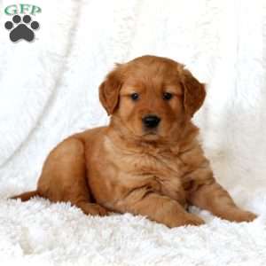 Marlin, Golden Retriever Puppy