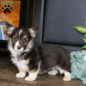 Marlin, Pembroke Welsh Corgi Puppy