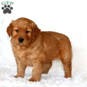 Marlin, Golden Retriever Puppy