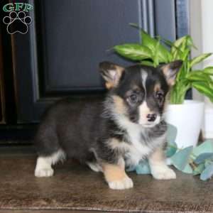 Marlin, Pembroke Welsh Corgi Puppy