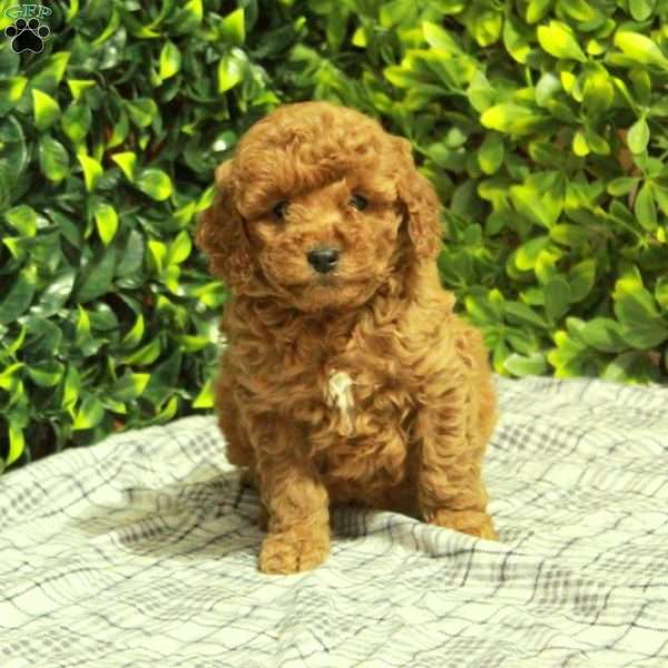 Marsha, Mini Goldendoodle Puppy