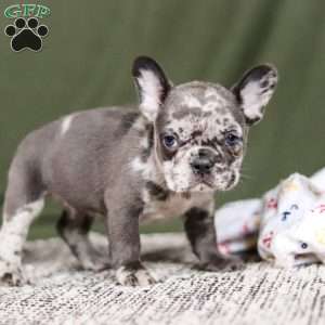 Marshall, French Bulldog Puppy