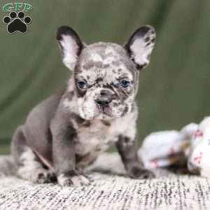 Marshall, French Bulldog Puppy