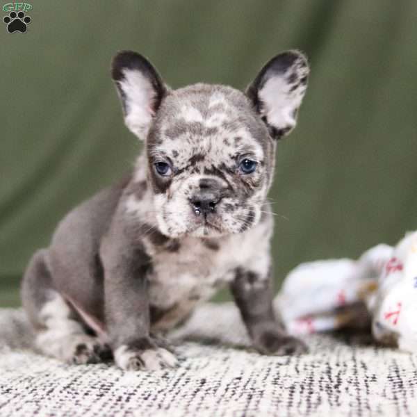 Marshall, French Bulldog Puppy